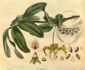 Monodora myristica